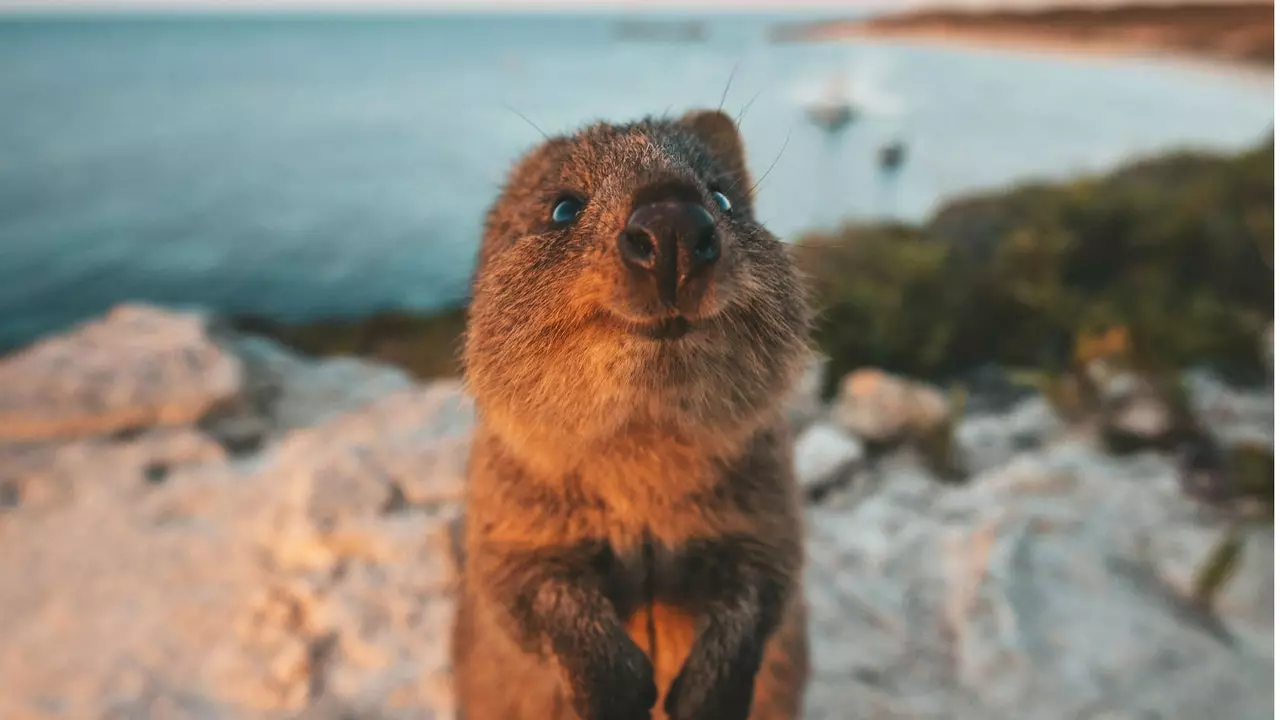 Këto janë fotografitë më qesharake të mbretërisë së kafshëve këtë 2019