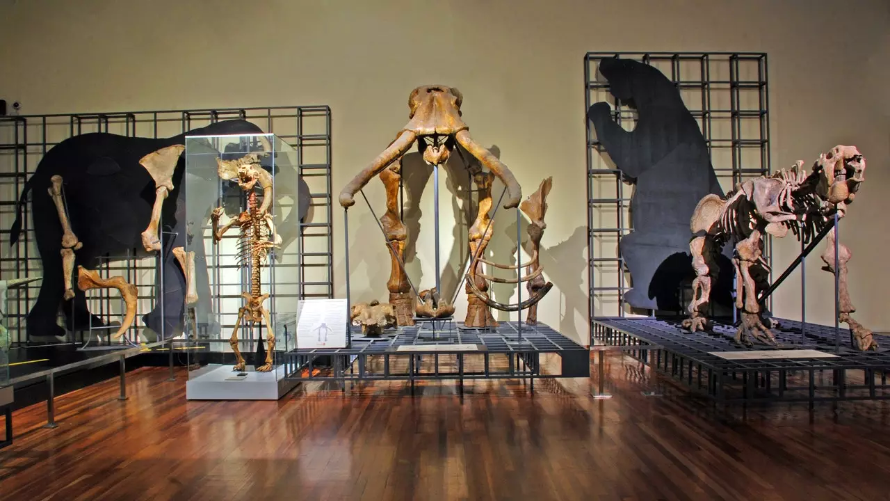 Museu de Ciências Naturais comemora 250 anos em grande estilo