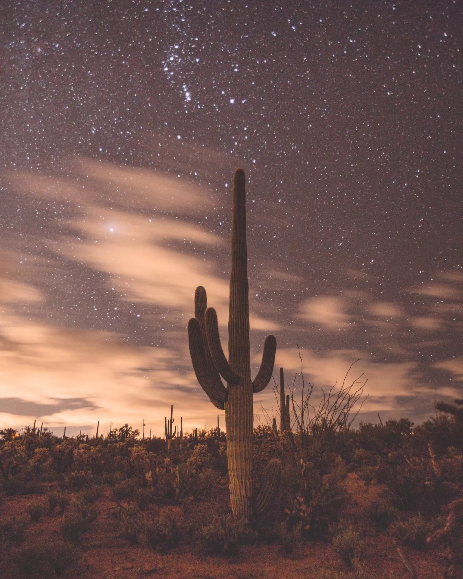 Notte stellata nel Parco Nazionale del Saguaro