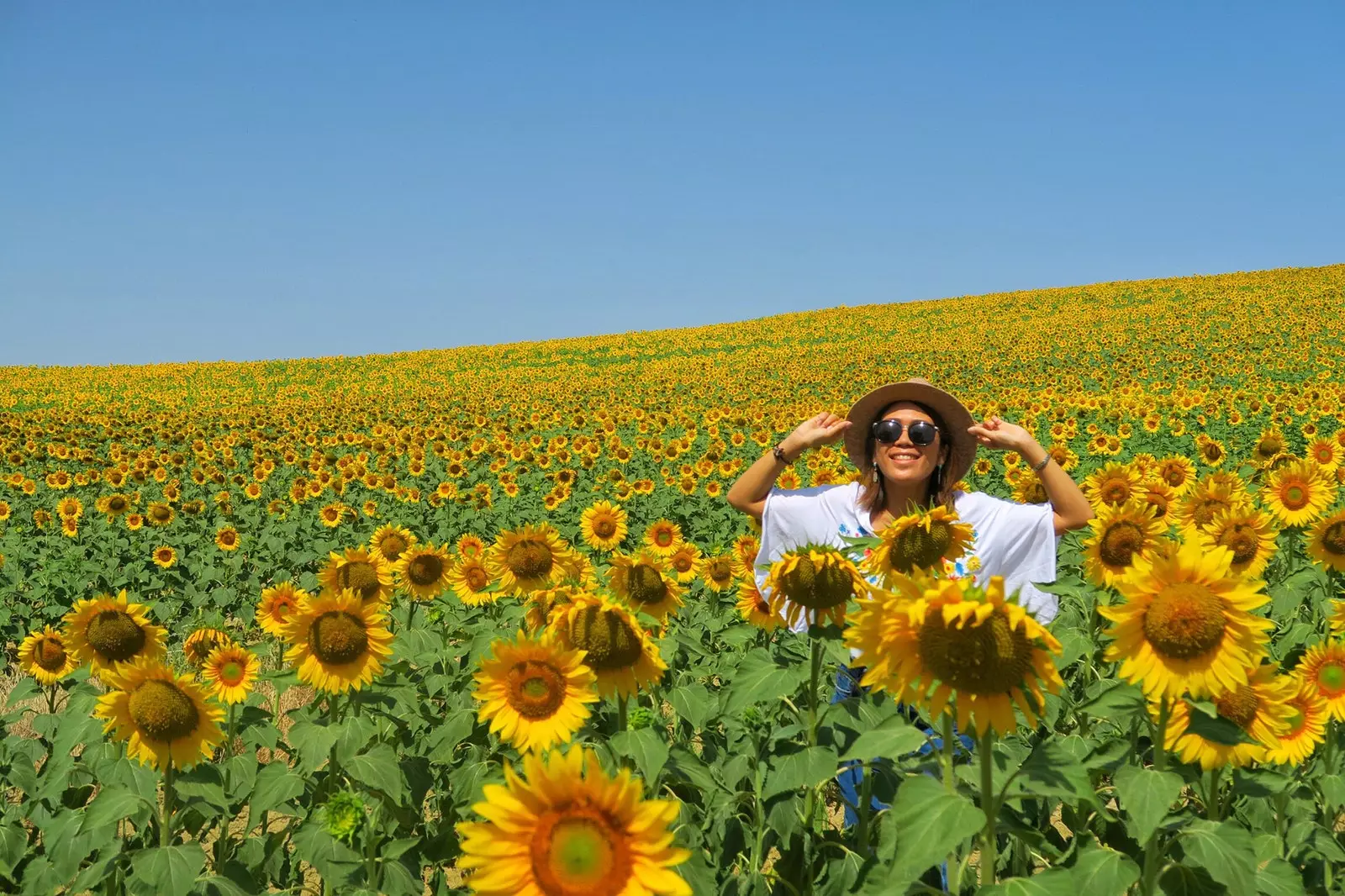 De velden met Sevilliaanse zonnebloemen waar de Japanners een pelgrimstocht naar maken staan al in bloei