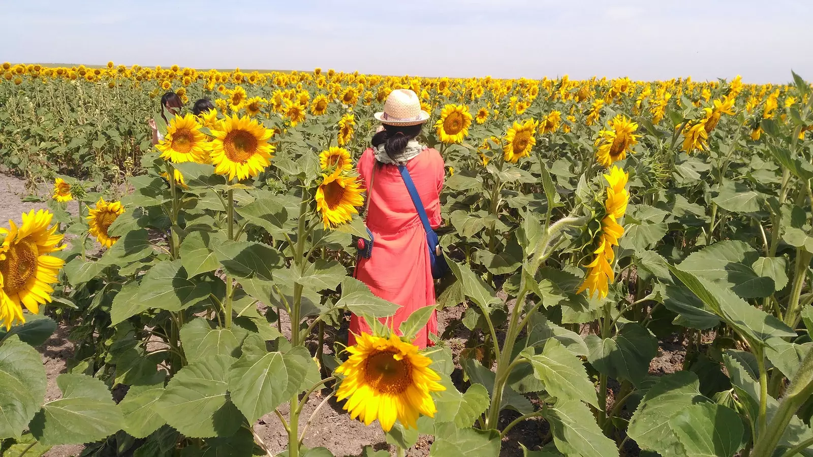 De velden met Sevilliaanse zonnebloemen waar de Japanners een pelgrimstocht naar maken staan al in bloei