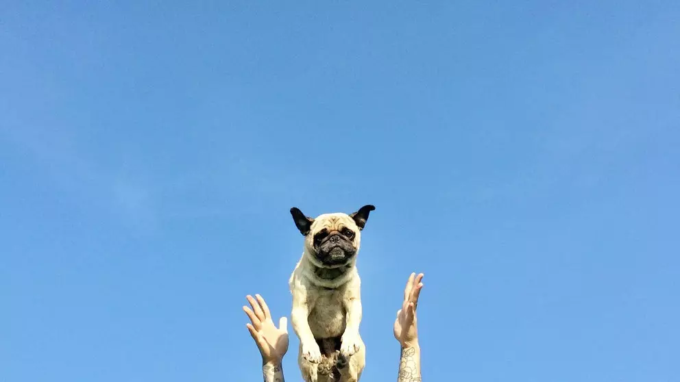 Norm, den abenteuerlechen Hond dee mat allem traut