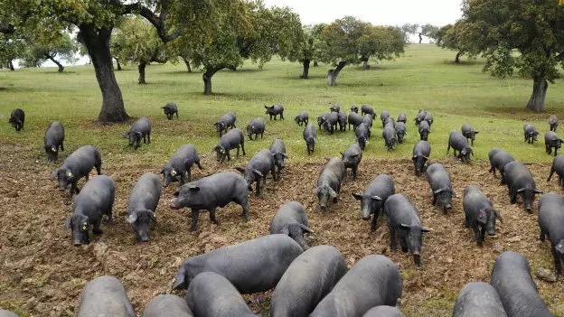 Njama ya nguruwe: wakati ulimwengu uligundua sashimi ya Iberia