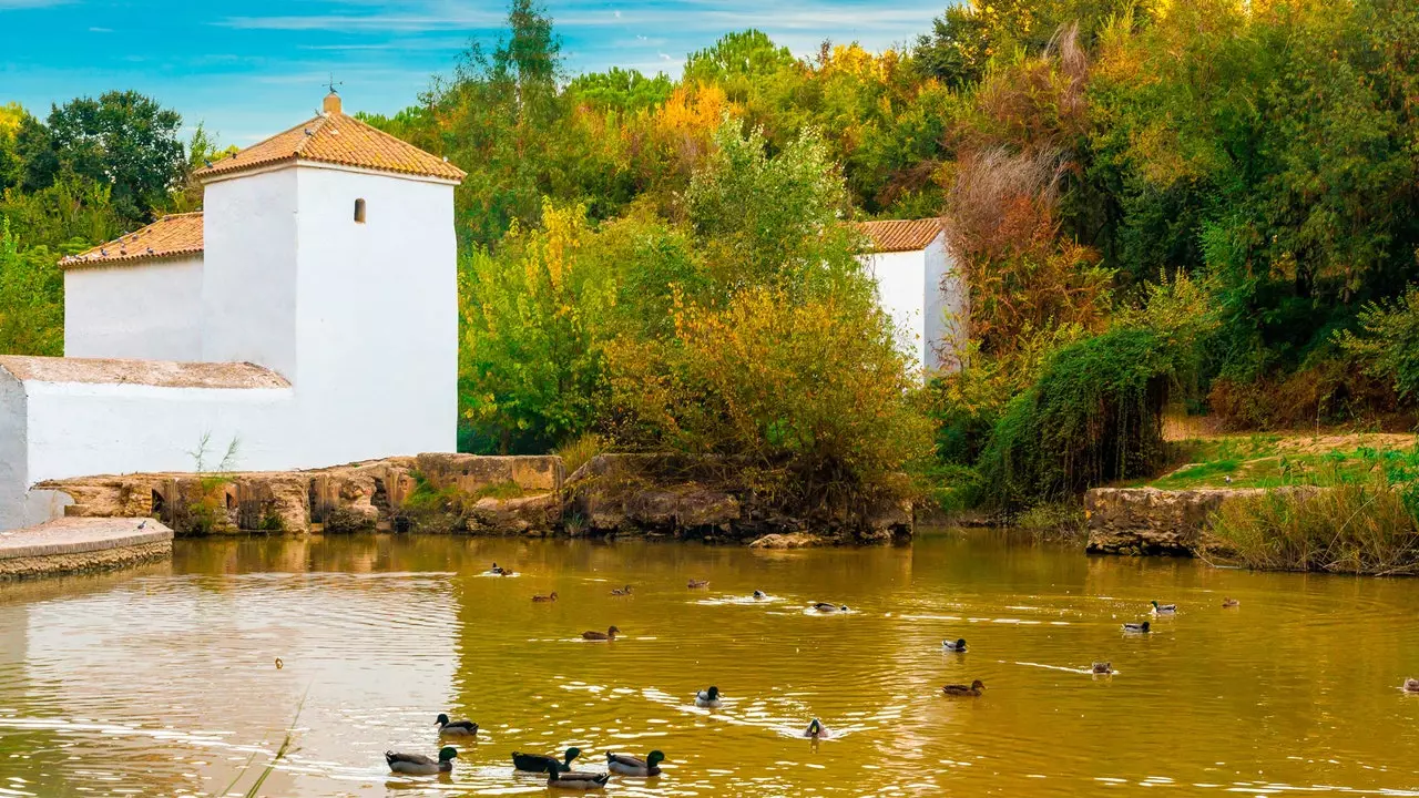 Procházka podél řeky, kde můžete chválit chléb Alcalá de Guadaíra