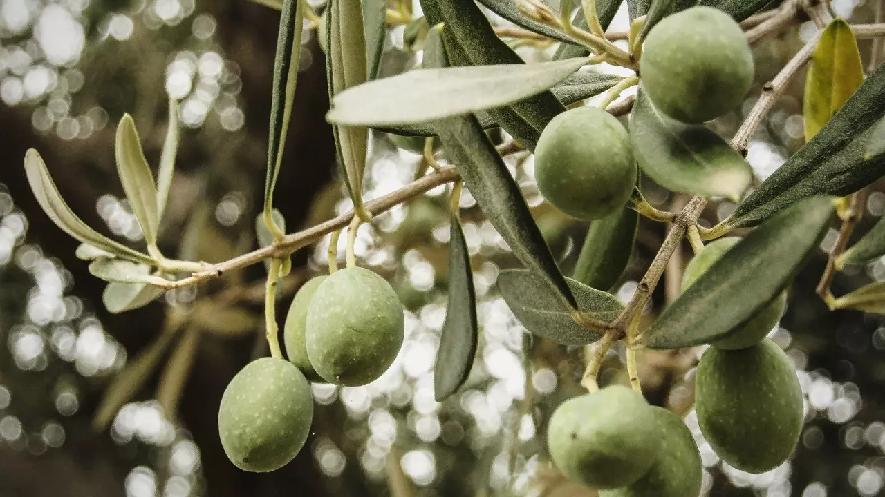 Limon toplama, Guadalcanal'ı zeytin haritasına yerleştiriyor