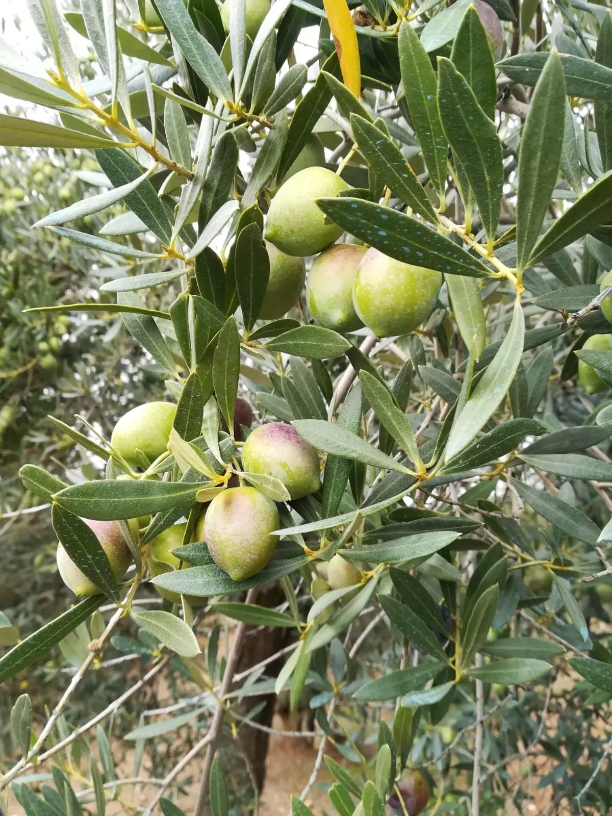 זית הפיקולימון גדול עגול ובעל פטמה שמזכירה לימון.