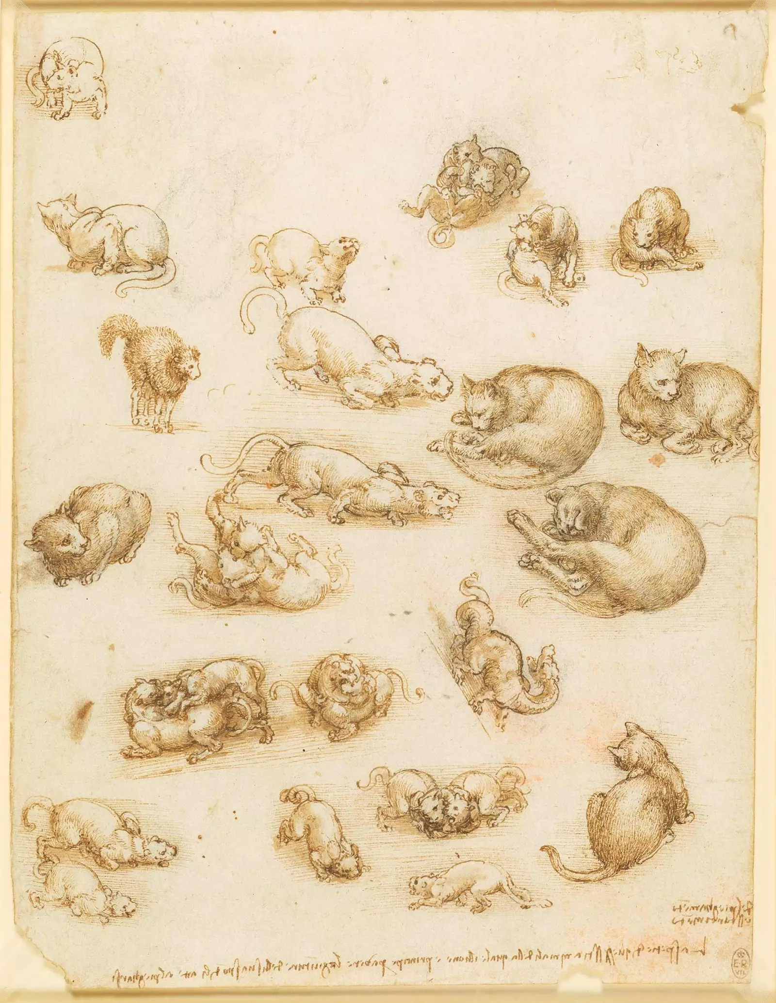 'Gatos leões e um dragão' de Leonardo da Vinci