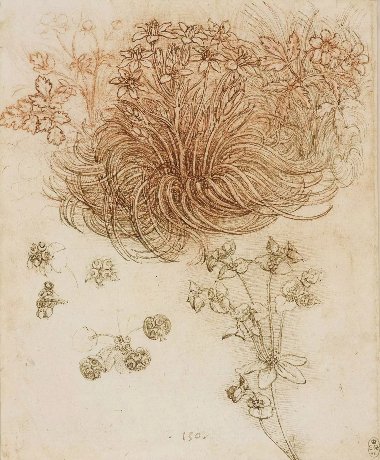 'Bethlehemsstjerne og andre planter' av Leonardo Da Vinci