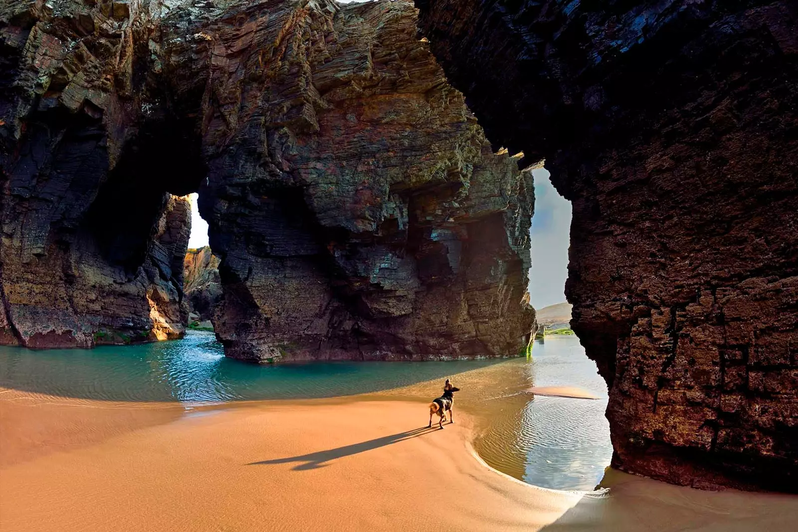 Praias e cães a combinação perfeita