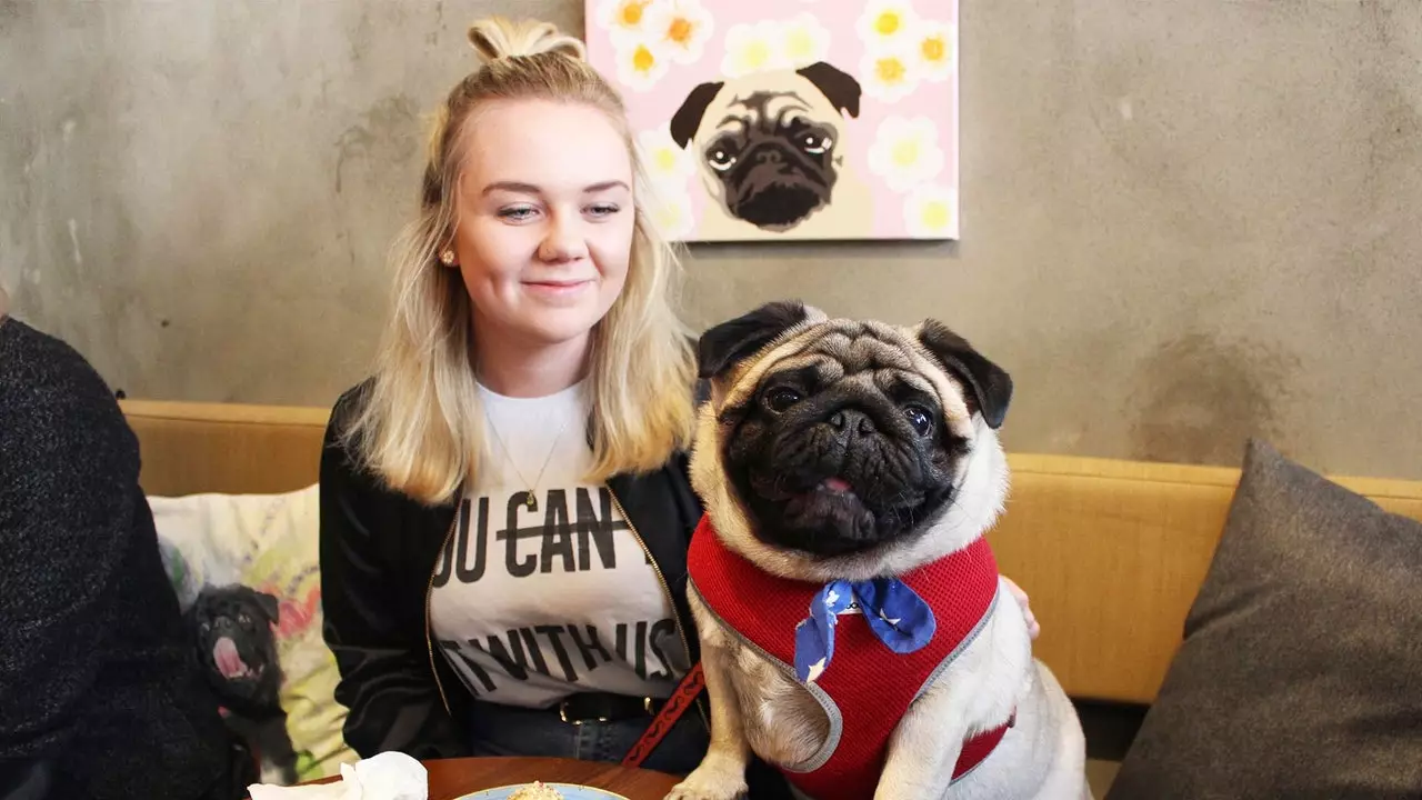 London akan membuka kedai kopi pertama untuk pugs