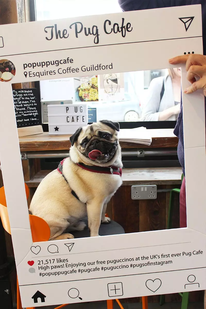 Биҳишти pug instagramer