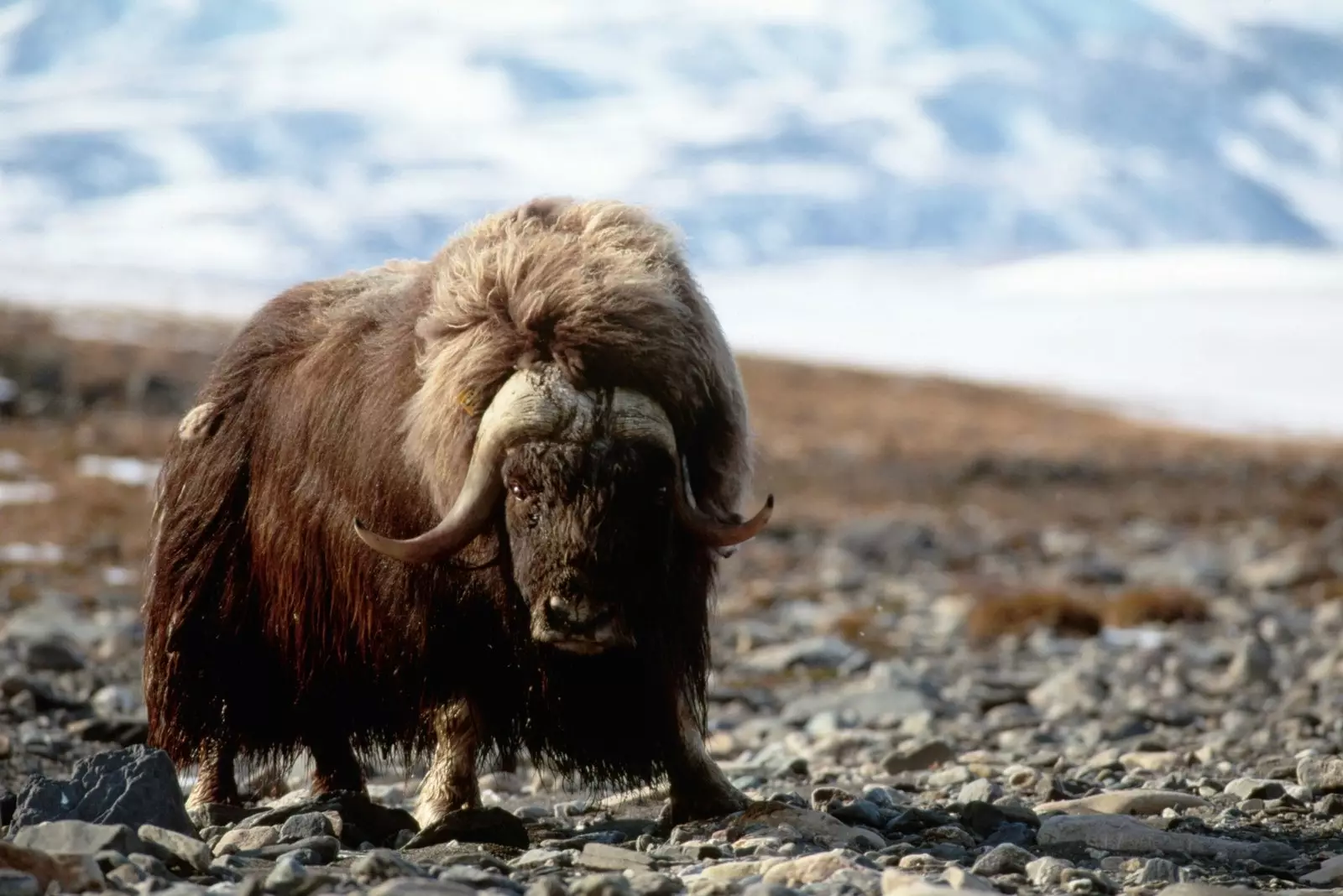 A musk ox roaming the island