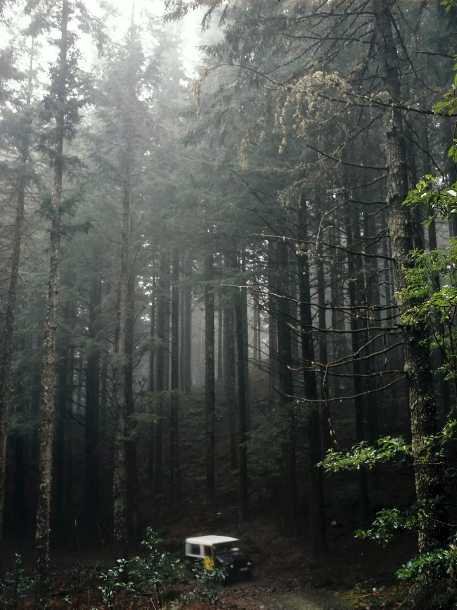 Skog i naturparken Ribeiro Frio på Madeira Portugal