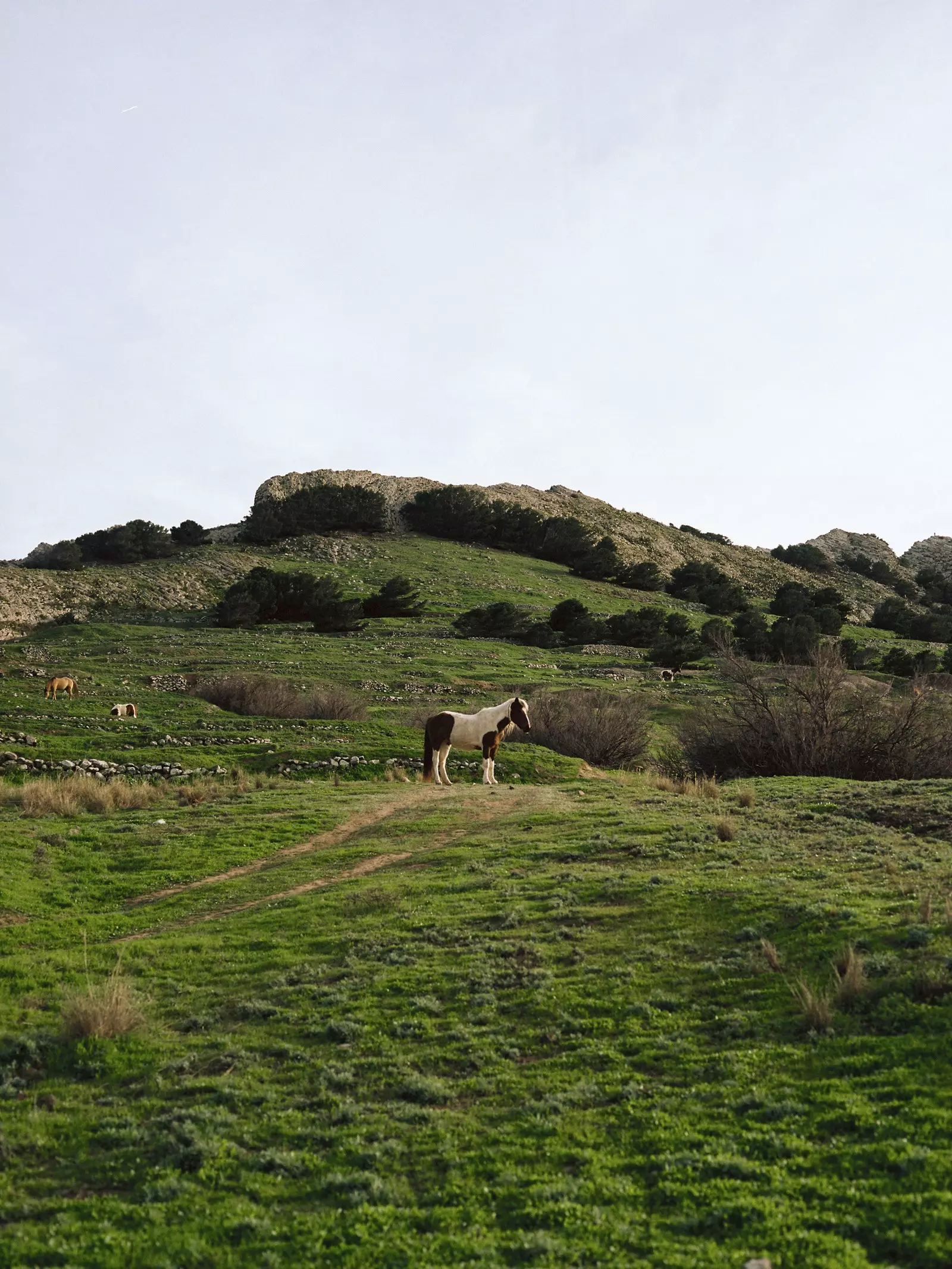 Miradouro das Flores Porto Santo Madeira Պորտուգալիա