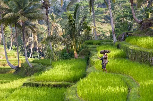 Tarasy ryżowe na Bali