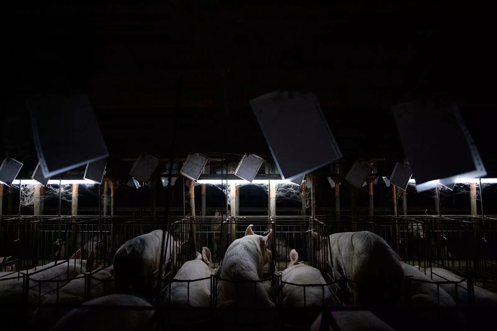 All'interno dell'industria suina spagnola La fabbrica di maiali d'Europa di Aitor Garmendia