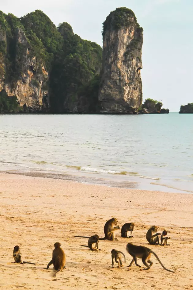 Macacos em Krabi