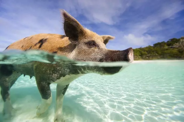 Porcos nas Bahamas