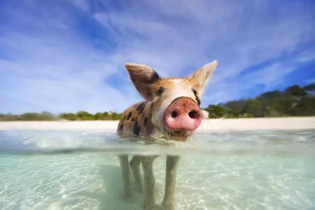 Schweine auf den Bahamas