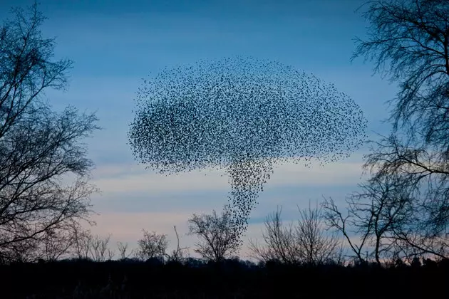 Murmuration