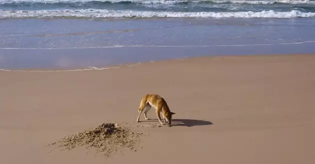 Dingo på Fraser Island