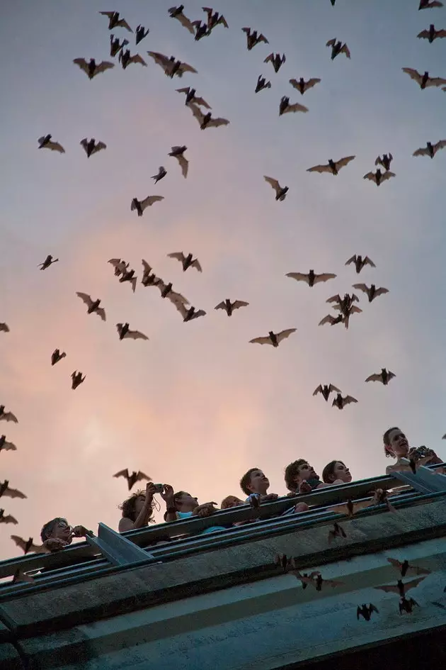 Chauves-souris à Austin