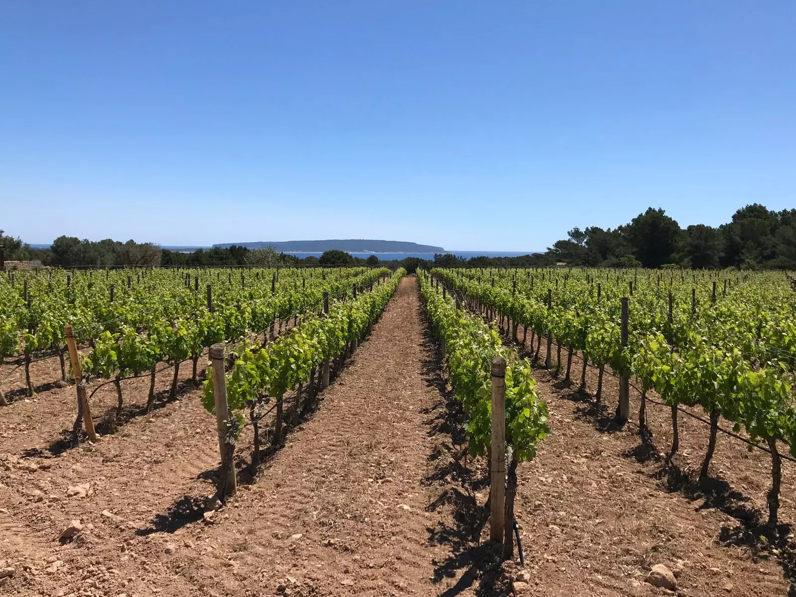 Der findes vingårde i Formentera