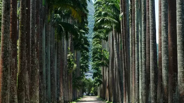 Bustani ya Botanical