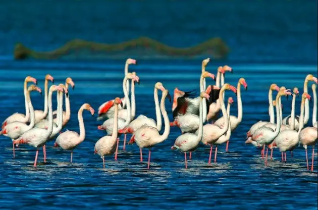 flamingos