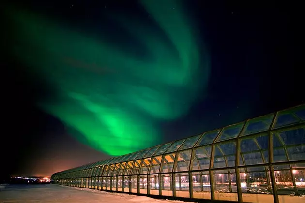 Arktikum yoki arktikadagi hayot