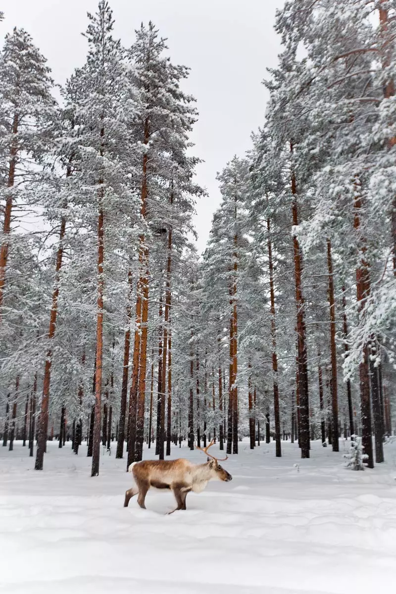 Finnesch Lappland Chrëschtdag am Polarkrees