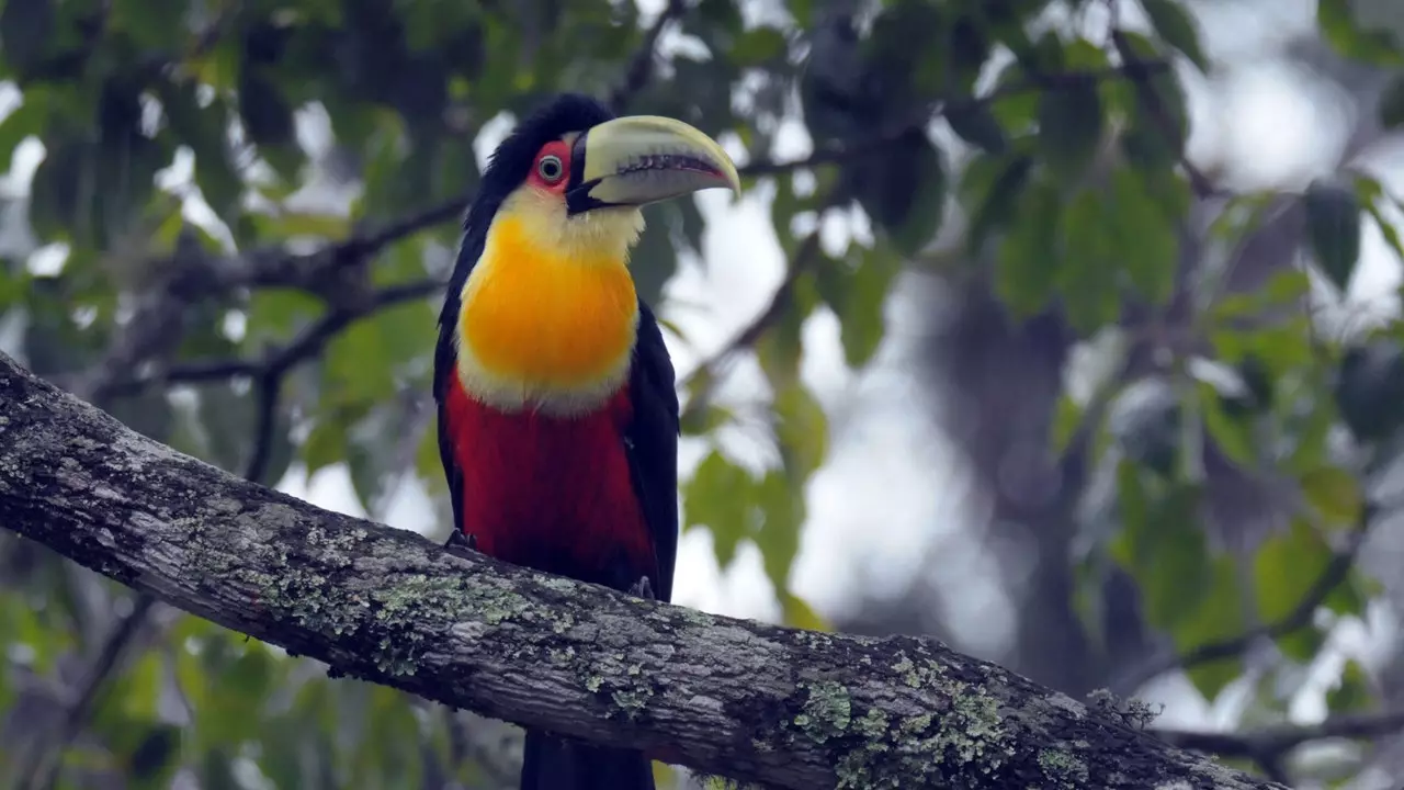 Cad is cosúil le Iguazu?