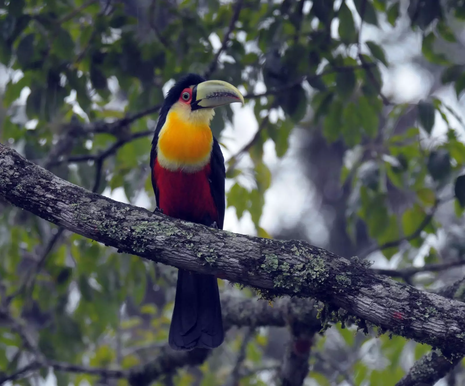 tucano de bico verde