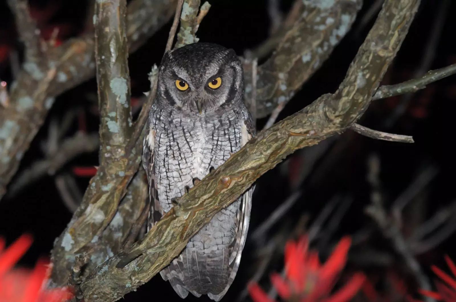 Čoliba Scops Owl