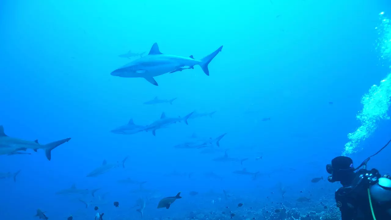 The largest community of gray reef sharks recorded in a documentary!