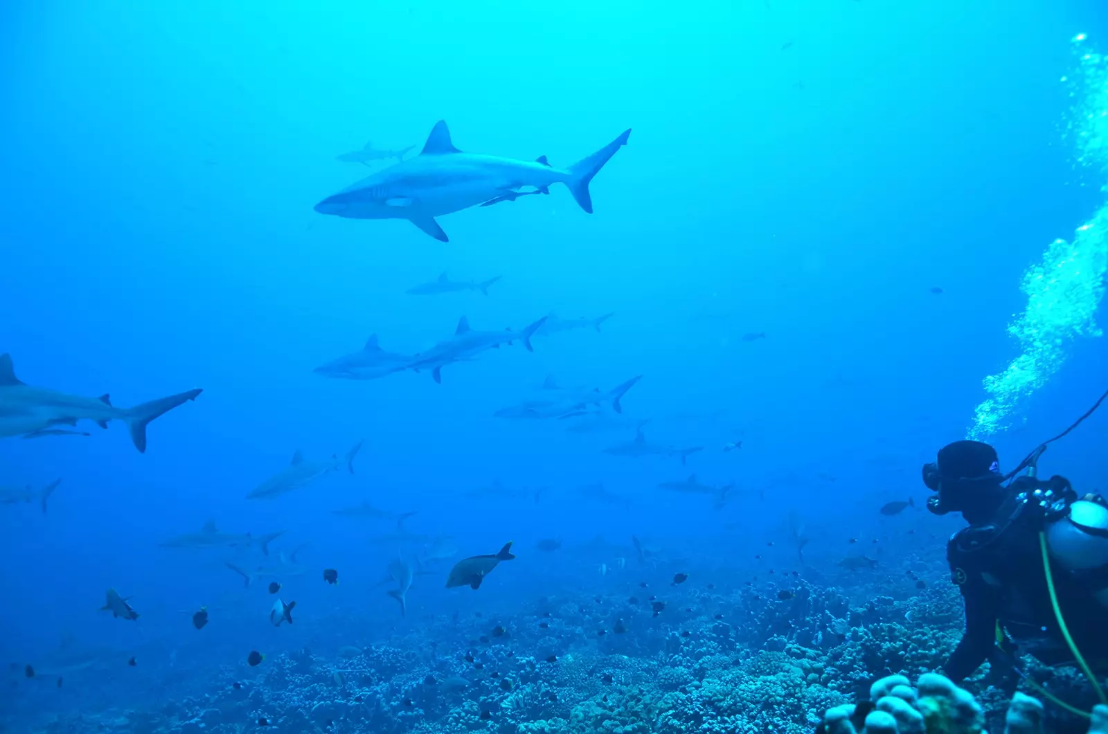 Requins gris de récif à Fakavara