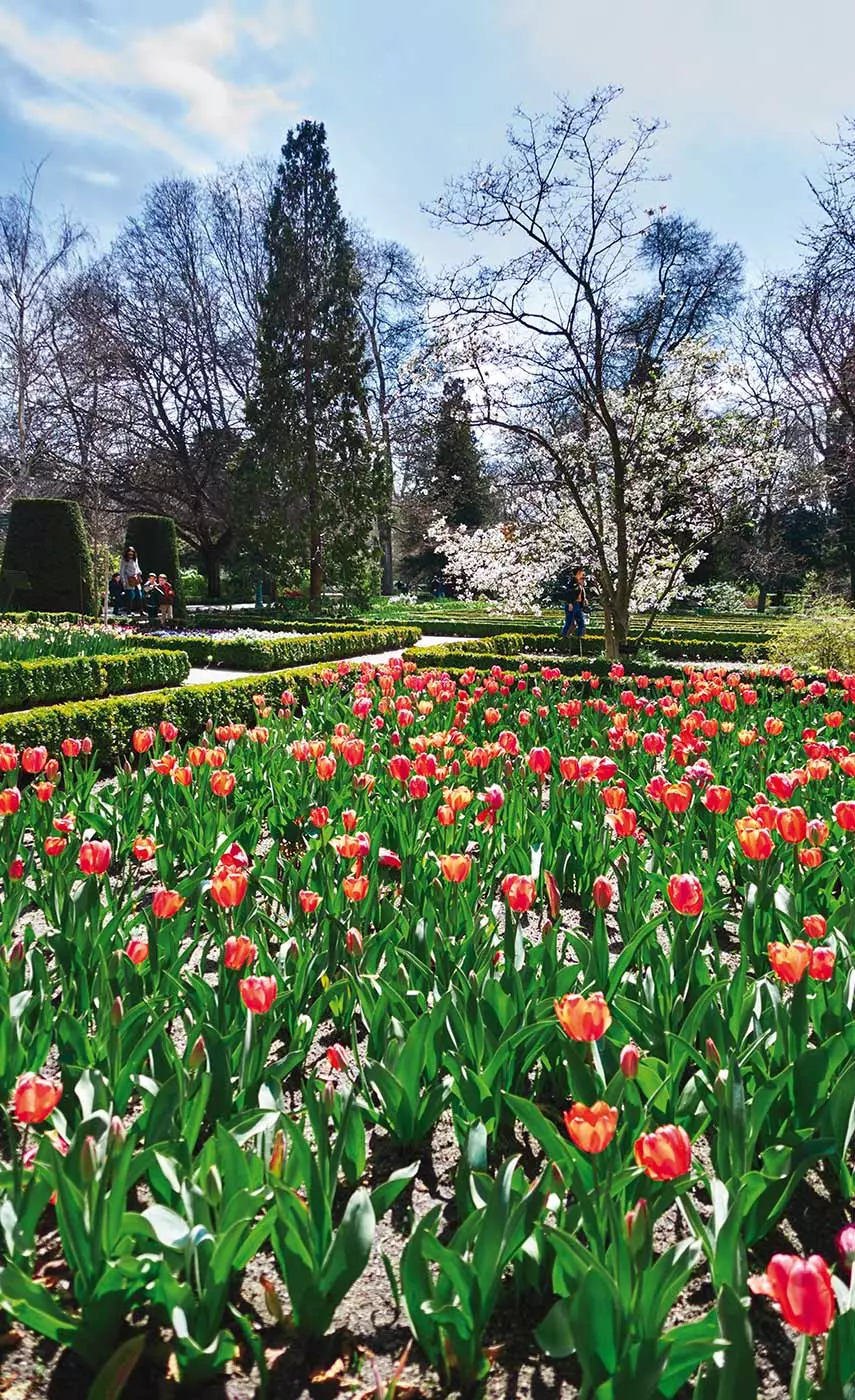 Tulpaner i den kungliga botaniska trädgården i Madrid