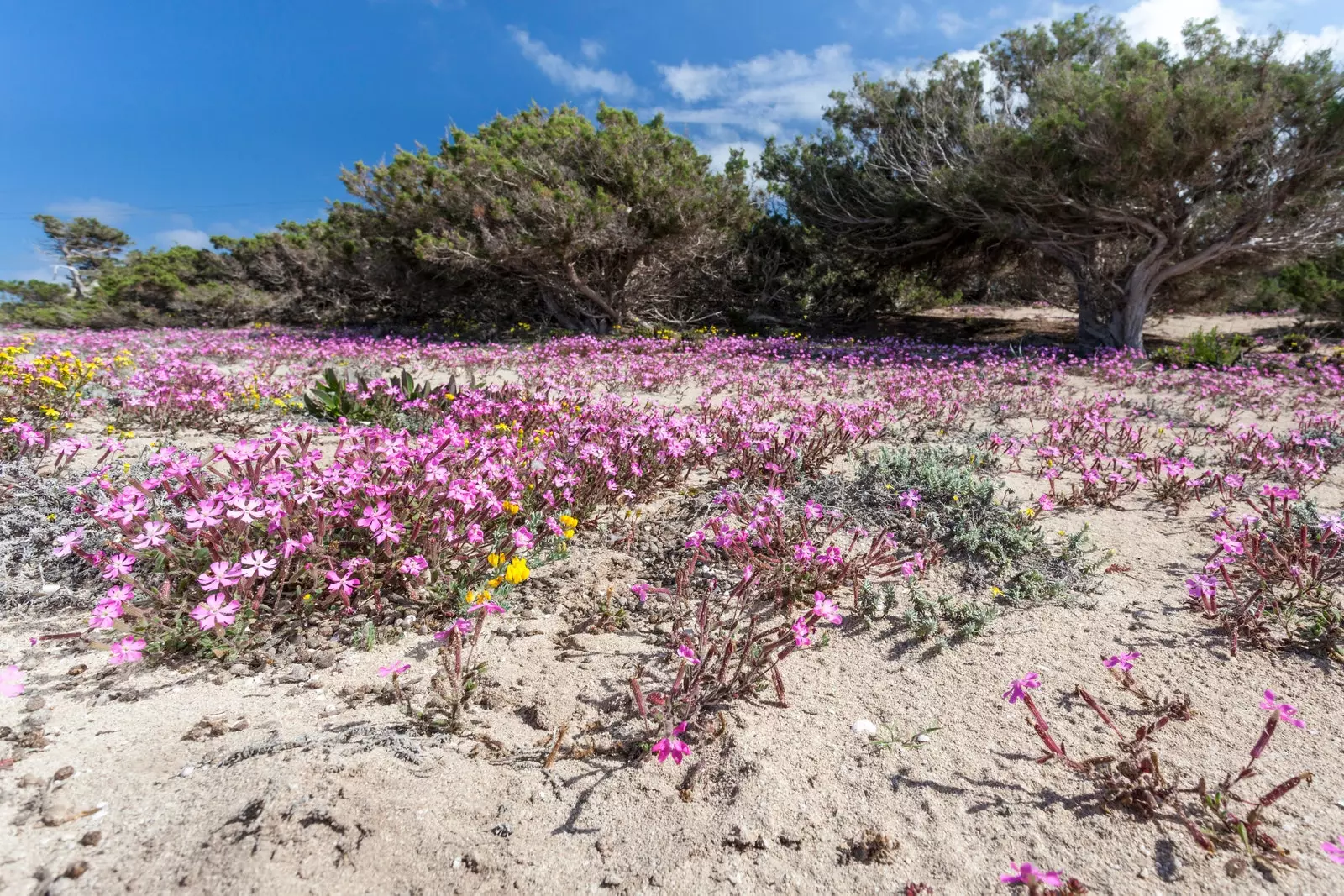 Gach rud atá ar eolas agat faoi Formentera