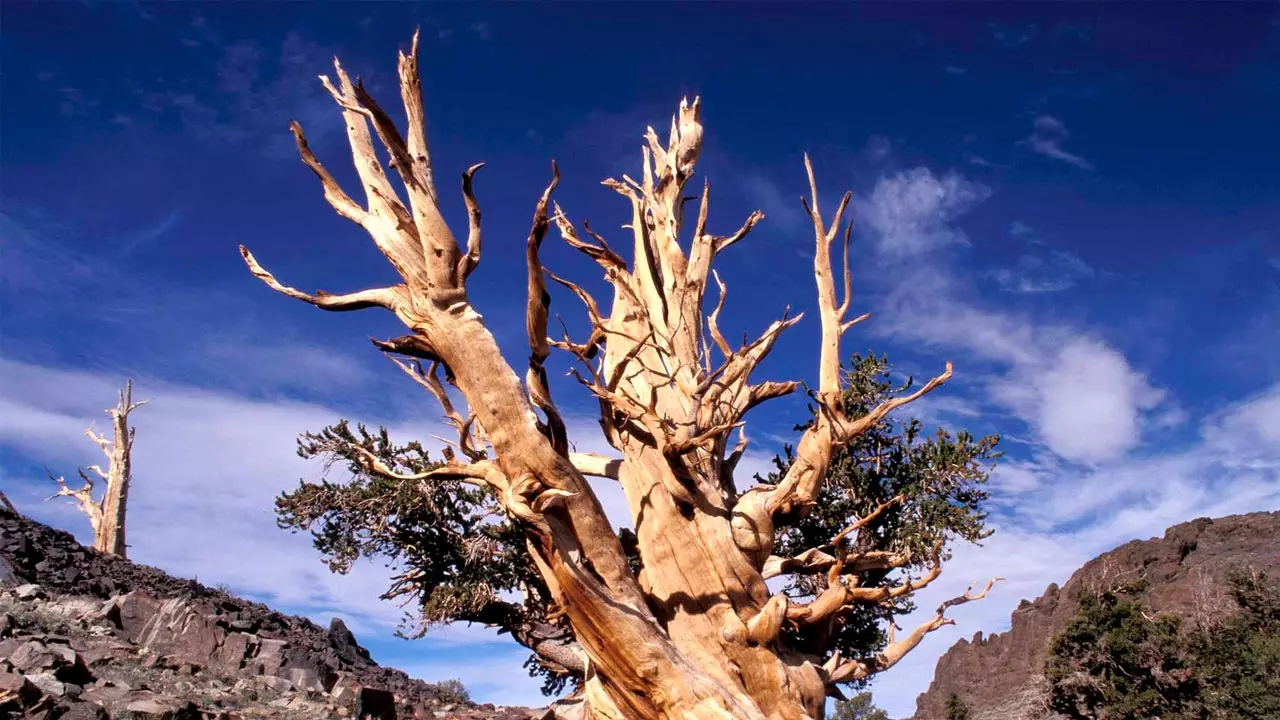 Reis naar de oudste bomen ter wereld