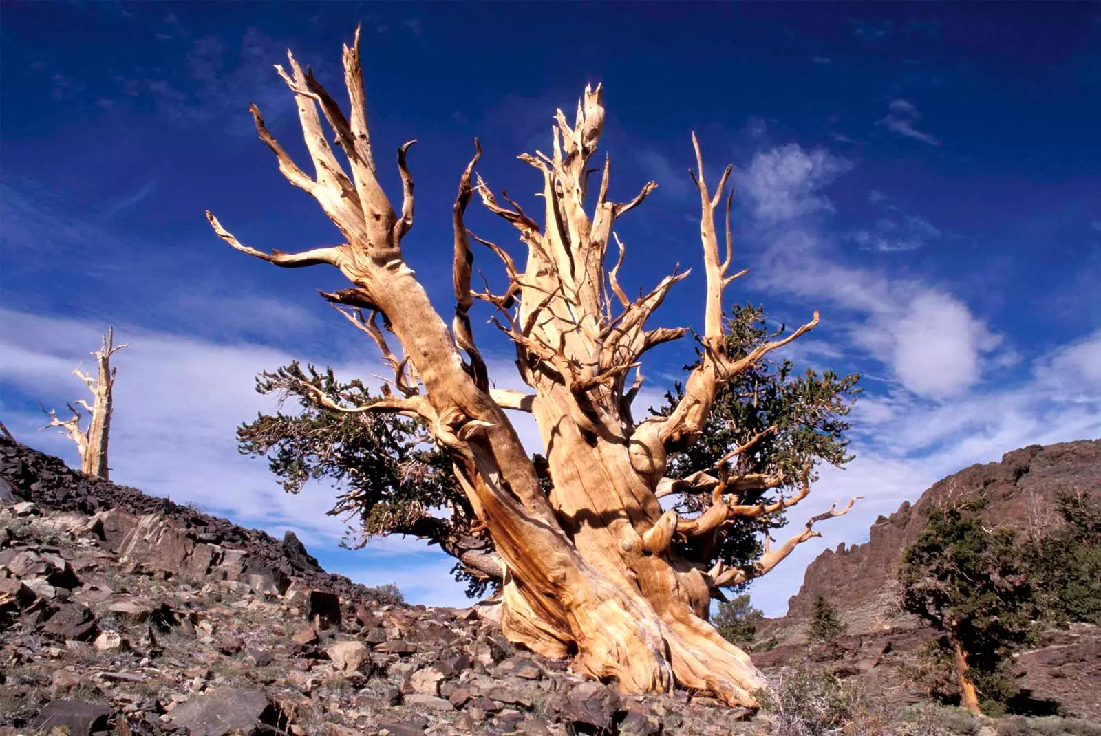 Certains des arbres les plus anciens au monde vivent dans les Montagnes Blanches de Californie.