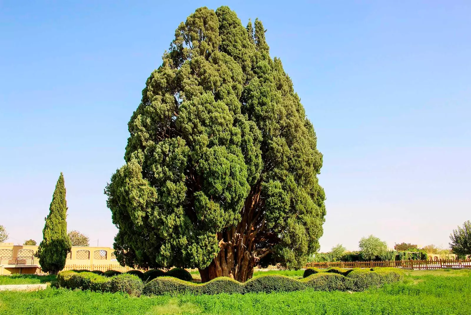 Sarve Abarkuh ältester Baum in Asien