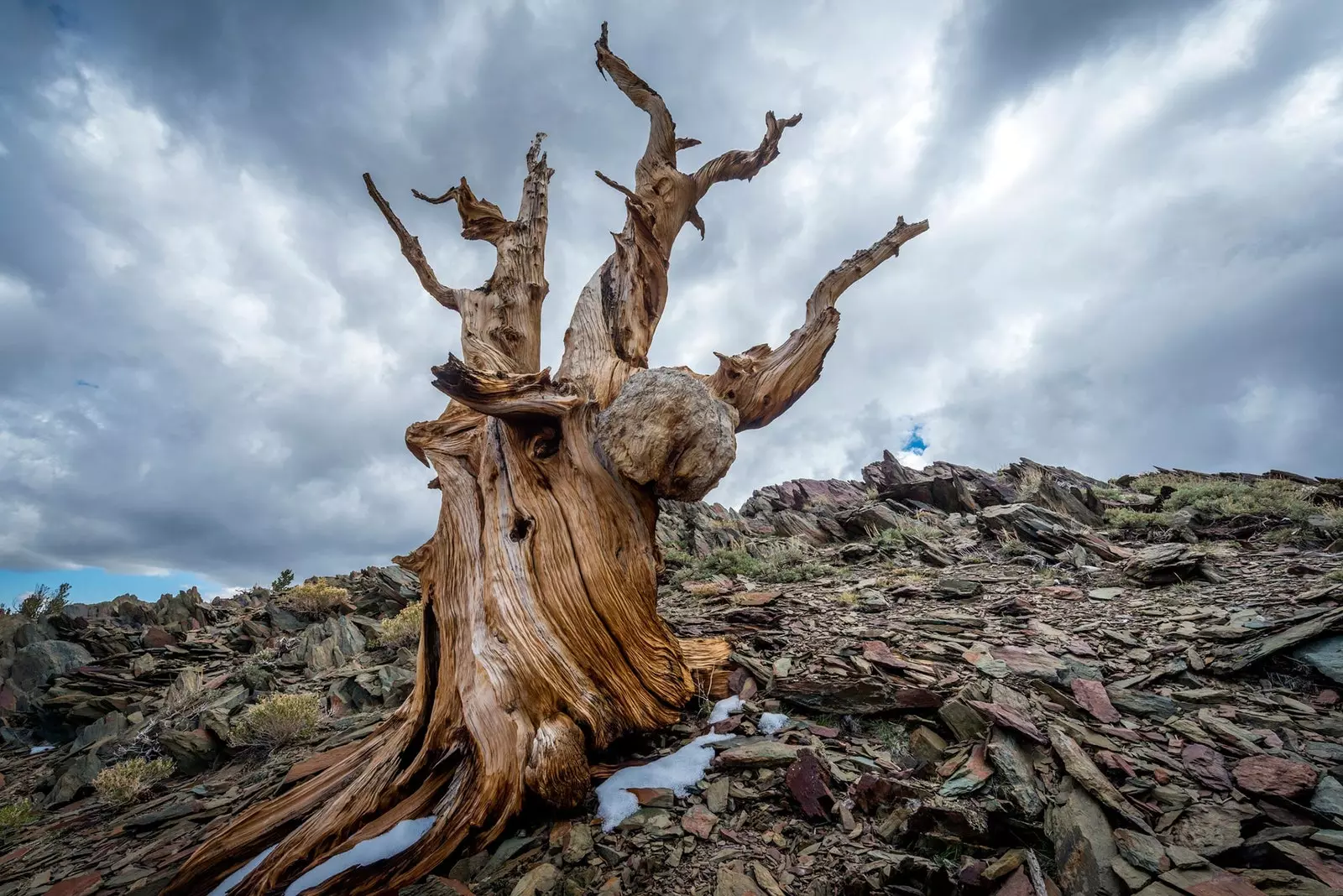 Pinus Longaeva mets Valgetes mägedes