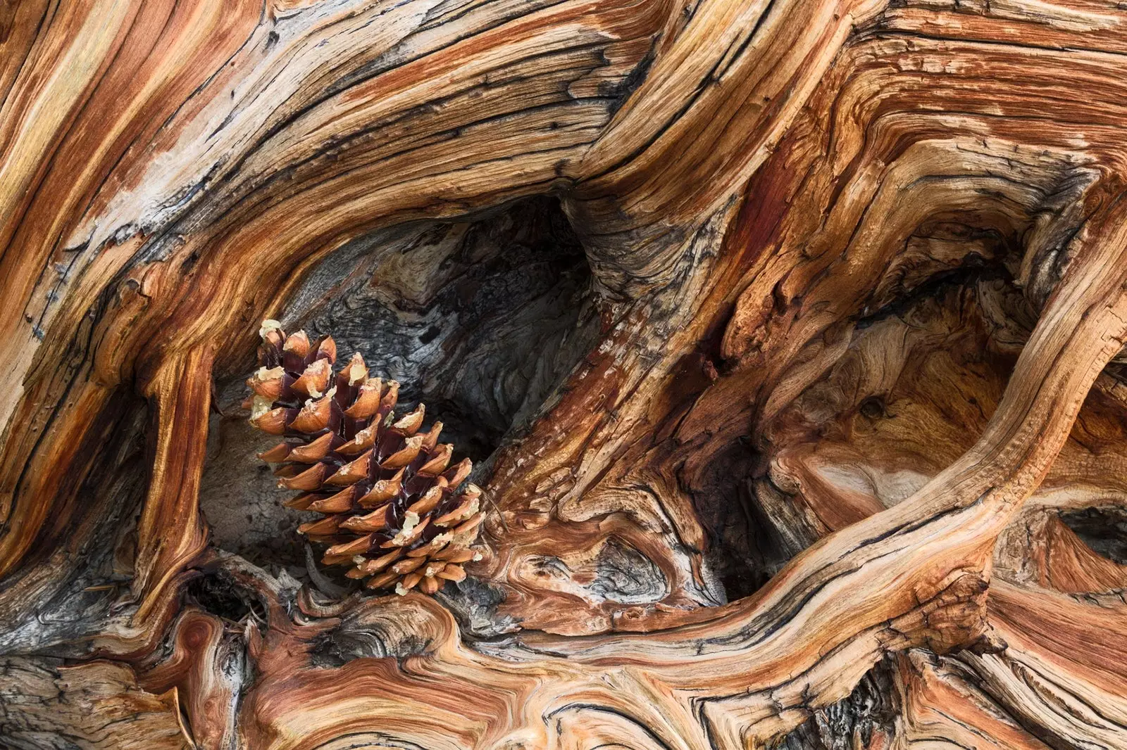 Forêt de Pinus Longaeva dans les Montagnes Blanches