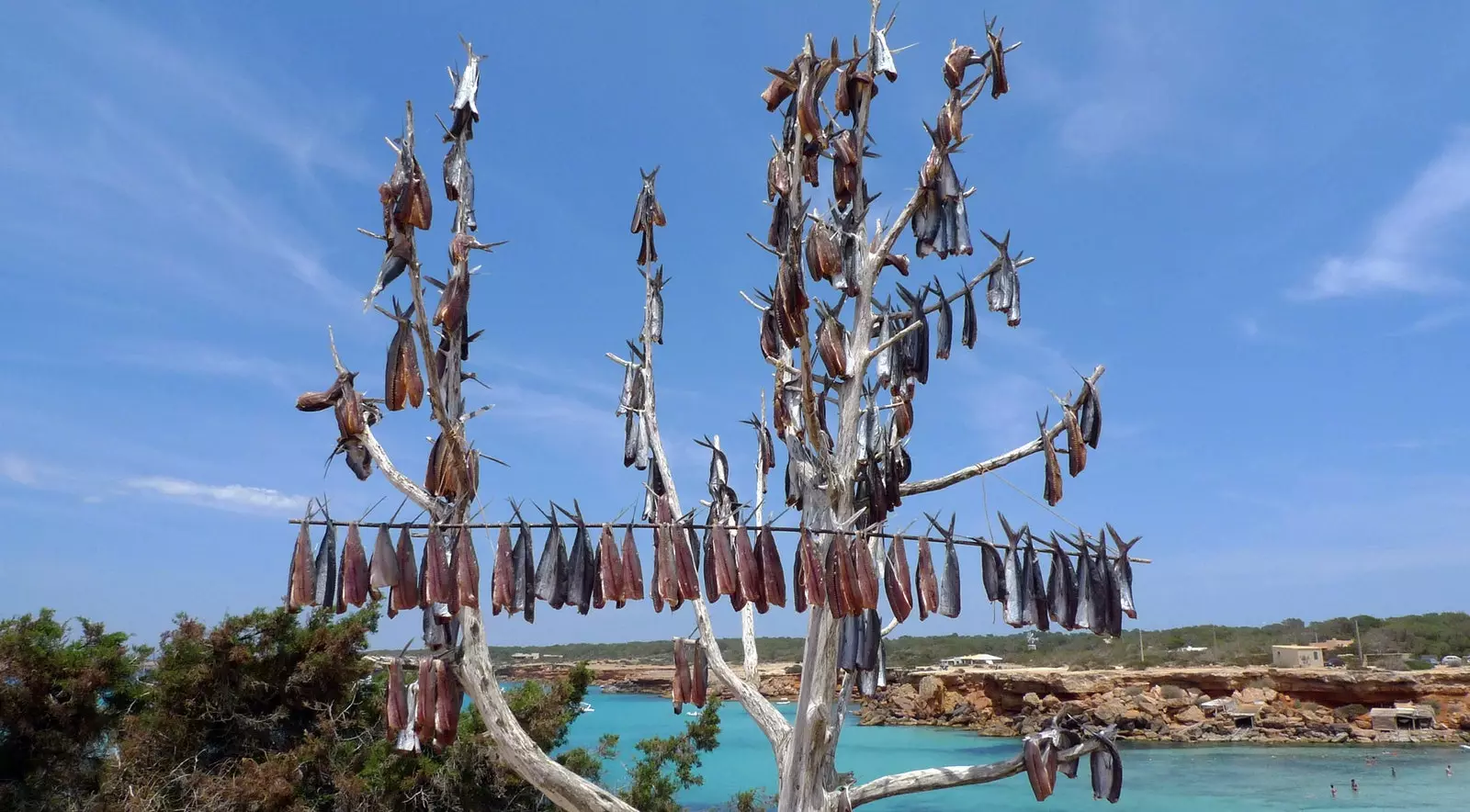 Suchá ryba Formentera.