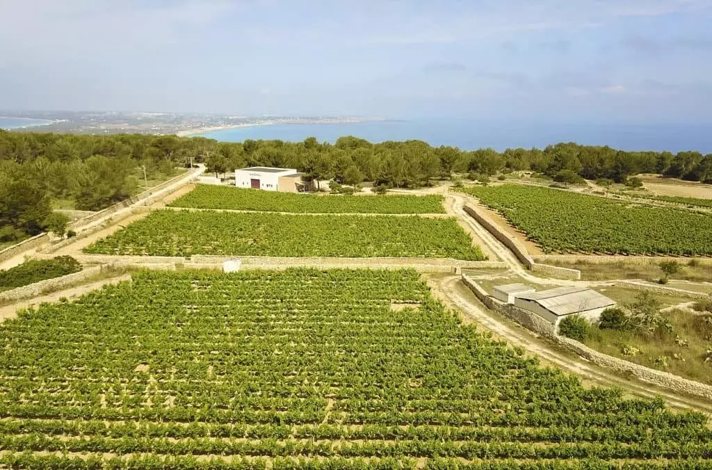 La Mola Formentera platosunda Terramoll şarap imalathanelerinin üzüm bağları.