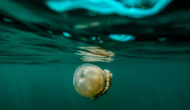 Az úszás gyönyörű és kihívásokkal teli kalandja milliónyi medúza között készült videó