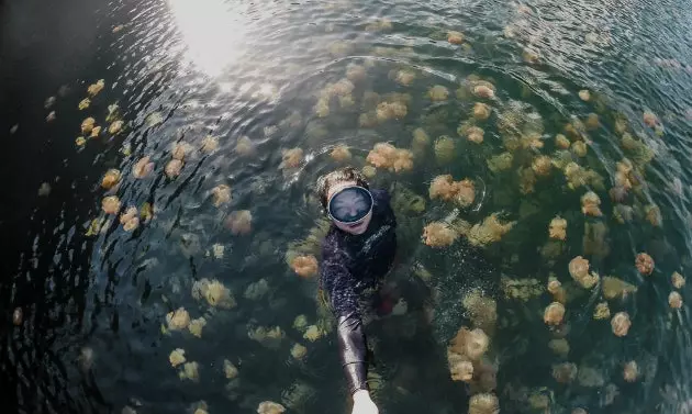 La bella i desafiant aventura de nedar entre milions de meduses feta vídeo