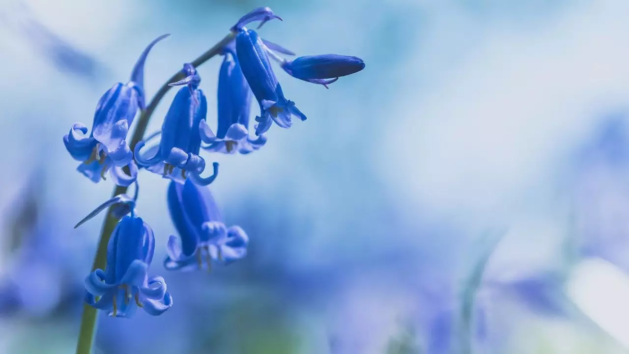 Una passeggiata attraverso i boschi di campanule del Regno Unito senza uscire di casa