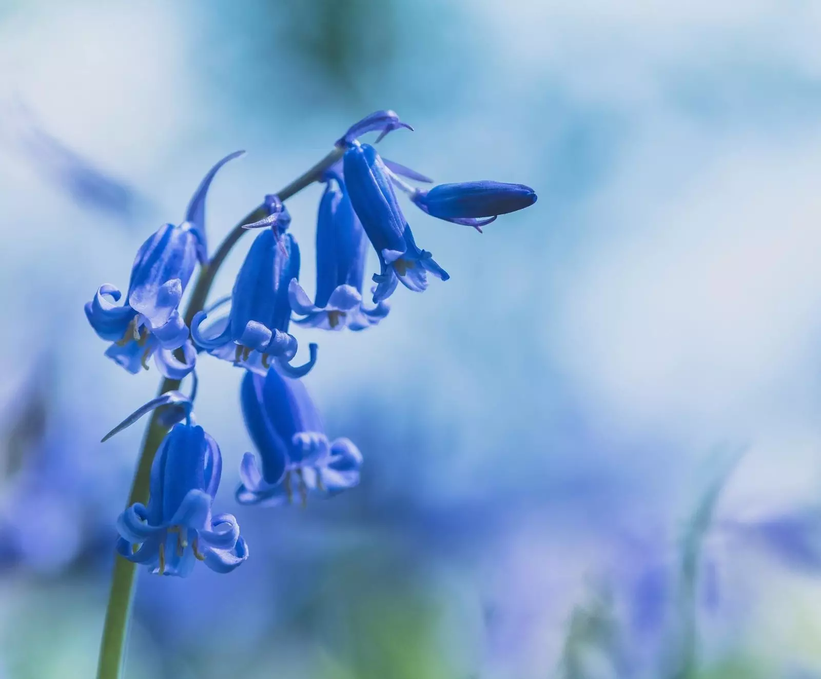 bluebells בריטניה