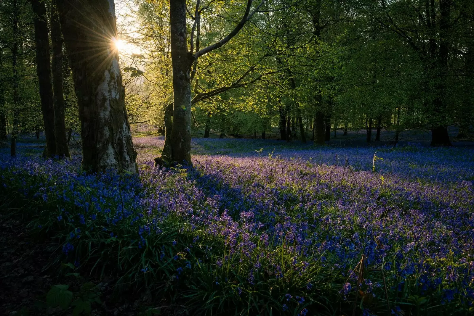 Forest Bluebells Storbritannia